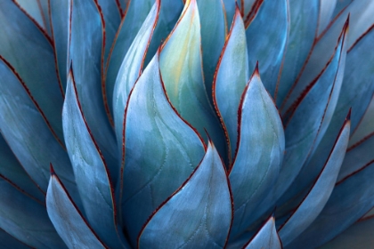Picture of BLUE AGAVE ABSTRACT