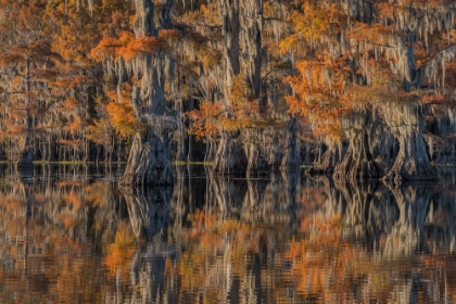 Picture of CADDO LAKE 4