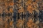 Picture of CADDO LAKE 4