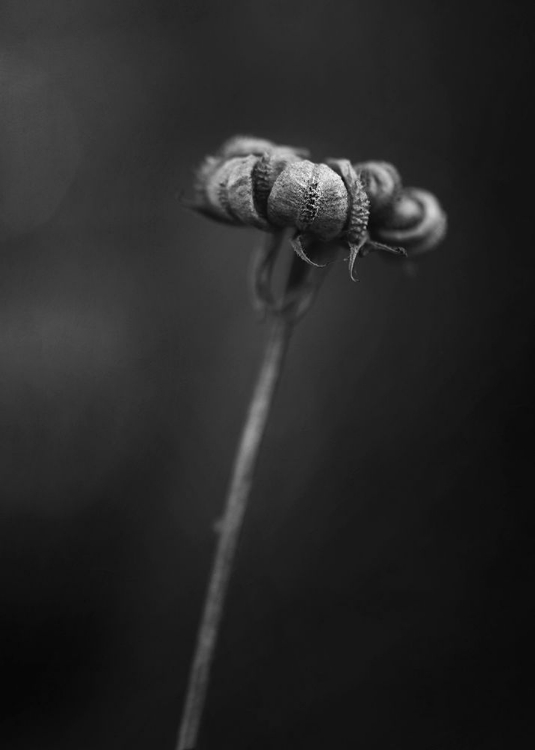 Picture of CALENDULA