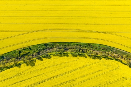 Picture of CANOLA FLOWERS IN FULL BLOOM