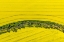 Picture of CANOLA FLOWERS IN FULL BLOOM