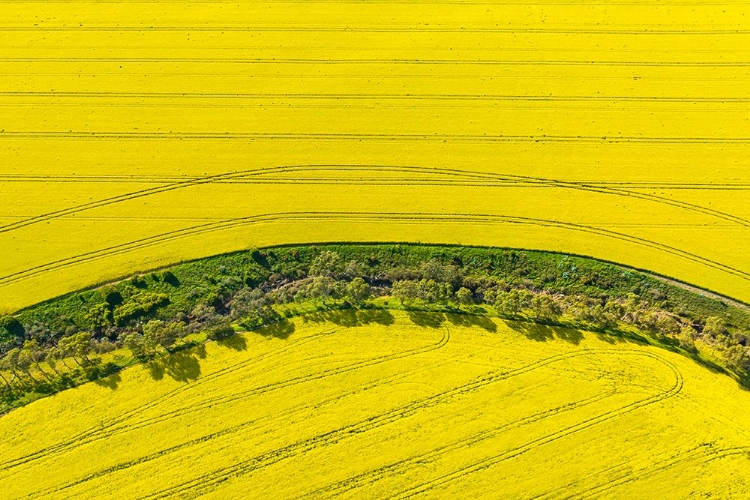 Picture of CANOLA FLOWERS IN FULL BLOOM