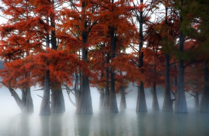 Picture of CYPRESS TREES