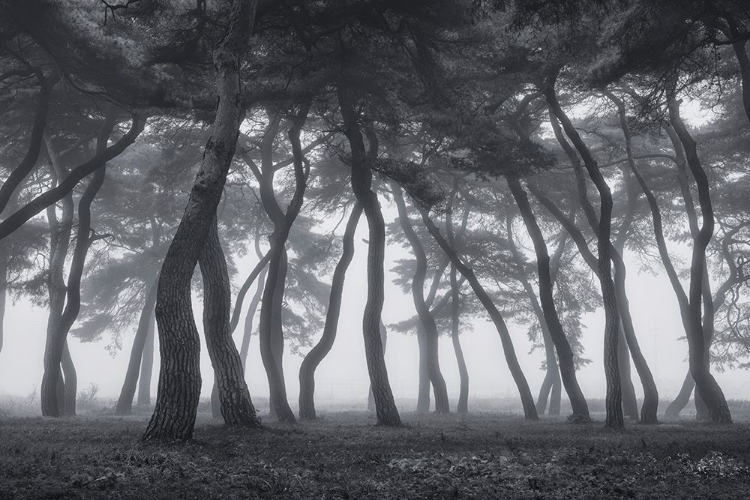 Picture of DANCING TREES