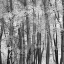 Picture of EL BOSQUE