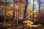 Picture of FALL COLORS