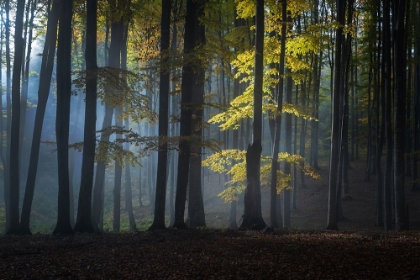 Picture of FOGGY FOREST