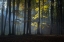 Picture of FOGGY FOREST