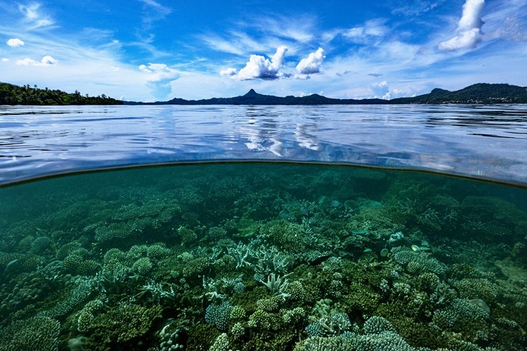 Picture of FROM THE REEF TO THE SKY