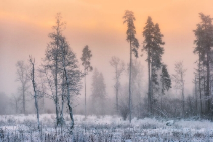 Picture of FROSTY MORNING