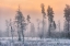 Picture of FROSTY MORNING