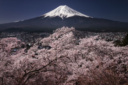 Picture of FUJIYAMA A SAKURA