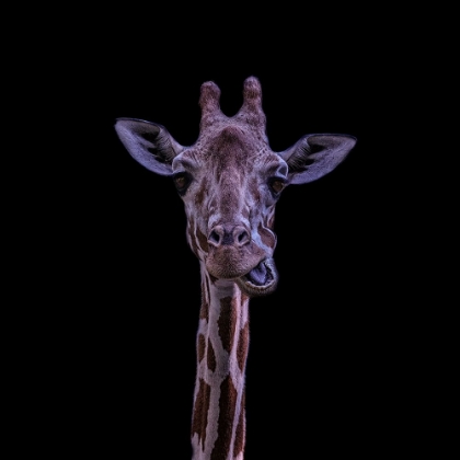 Picture of GIRAFFE