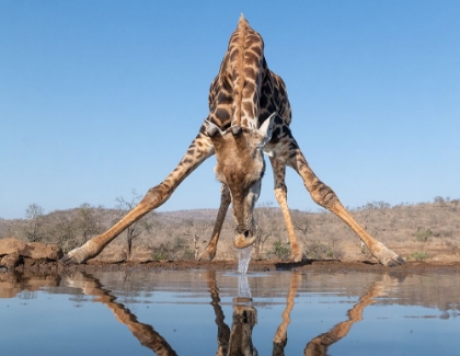 Picture of GIRAFFE DRINKING WATER