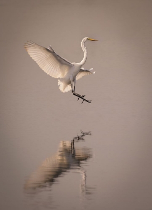 Picture of GRACEFUL LANDING