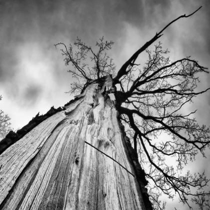 Picture of HEART OF A TREE