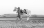 Picture of HORSE LOVE