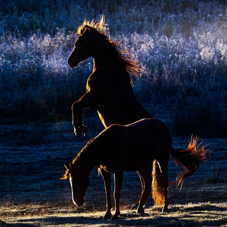 Picture of HORSES