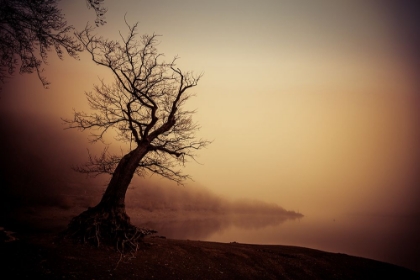 Picture of JANUARY LAKEMOOD