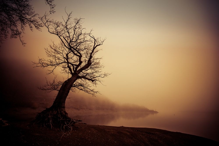 Picture of JANUARY LAKEMOOD