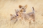 Picture of KITTENS OF THE GRASSLANDS