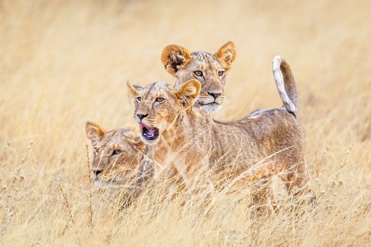 Picture of KITTENS OF THE GRASSLANDS