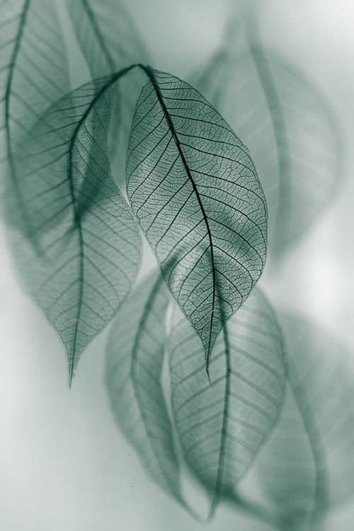 Picture of LEAF