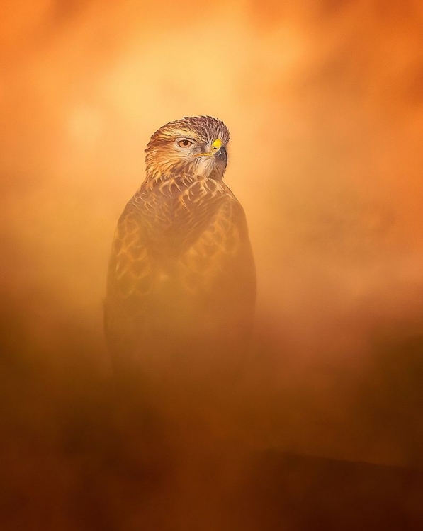 Picture of LONG-LEGGED BUZZARD