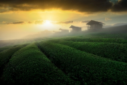 Picture of MISTY SUNRISE IN TEA GARDEN