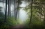 Picture of MORNING FOG