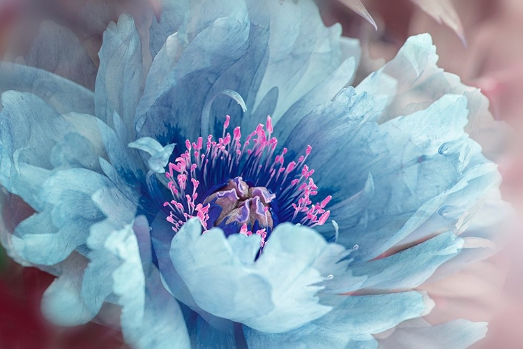 Picture of PEONY