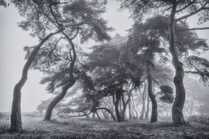 Picture of PINE TREES