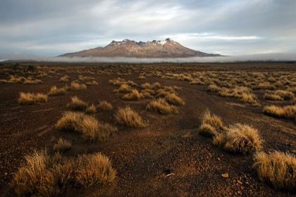 Picture of RANGIPO DESERT