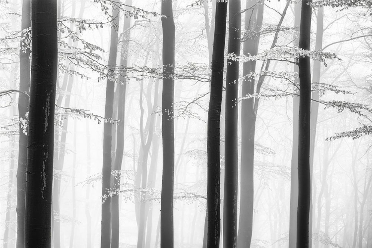 Picture of SPRING TREES