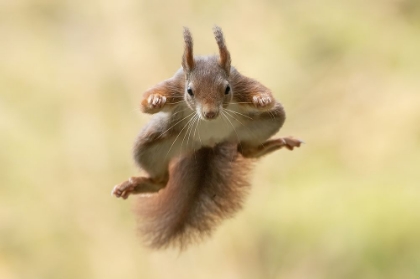 Picture of SQUIRREL NINJA