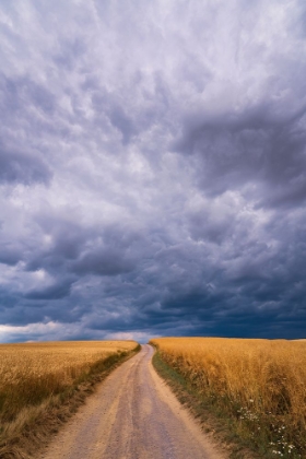 Picture of TOWARDS THE STORM