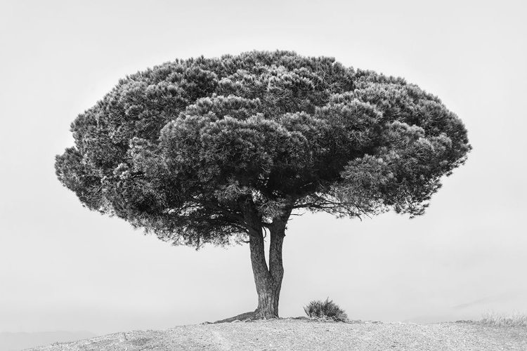 Picture of TREE