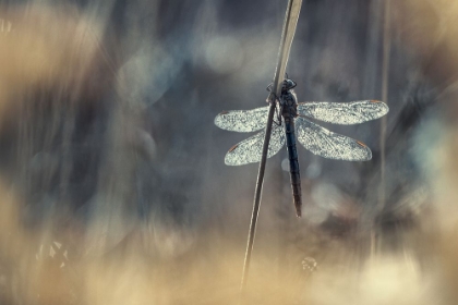 Picture of WINGS