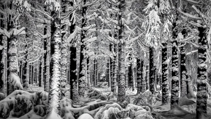 Picture of WINTER FOREST