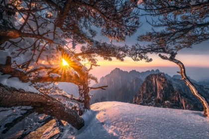 Picture of YELLOW MOUNTAIN AND STRANGE PINE AFTER SNOW