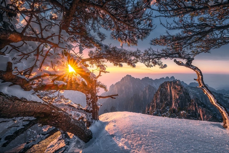 Picture of YELLOW MOUNTAIN AND STRANGE PINE AFTER SNOW