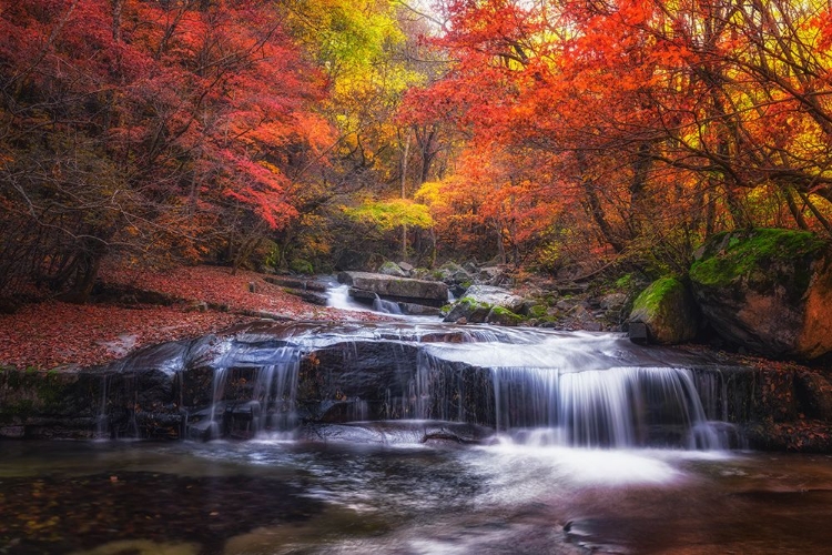 Picture of  AUTUMN FALL