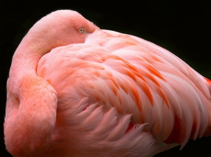 Picture of A BIG BUNDLE OF FEATHERS