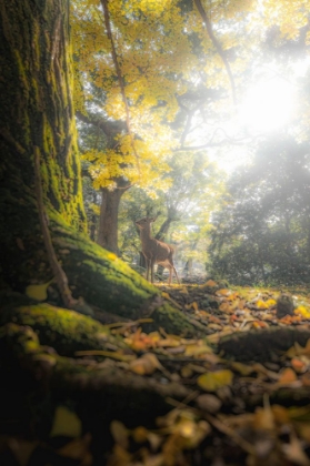 Picture of A FAWN IN THE AUTUMN FOREST