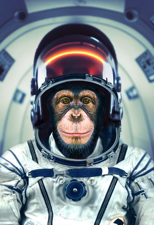 Picture of ASTROMONKEY