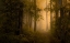 Picture of AUTUMN FOREST