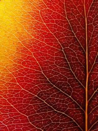 Picture of AUTUMN LEAF