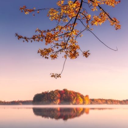 Picture of AUTUMN LEAVES