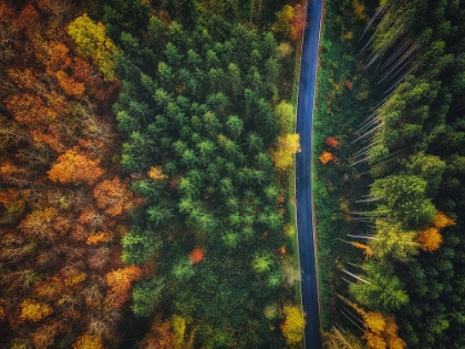 Picture of AUTUMN ROAD